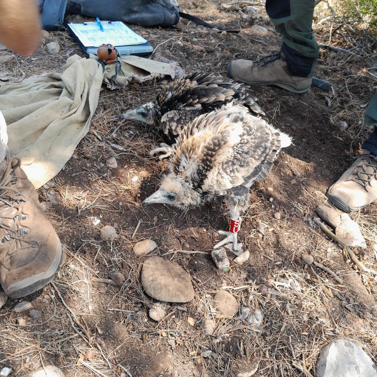 En plena calor els aufranys no perdonen acostumats al clima subsaharià. Van a la plana on troben conills morts, anim atropellats, ròsses d’ovelles i excrements de vaques. El seu estudi <a href="/Equip_Biocons/">Equip de Biologia de la Conservació - UB</a> és possible grácies a <a href="/agentsruralscat/">Agents Rurals</a> <a href="/xarxadeparcs/">Xarxa de Parcs Naturals</a> <a href="/BiologiaUB/">Facultat de Biologia UB</a> <a href="/territoricat/">Territori</a>