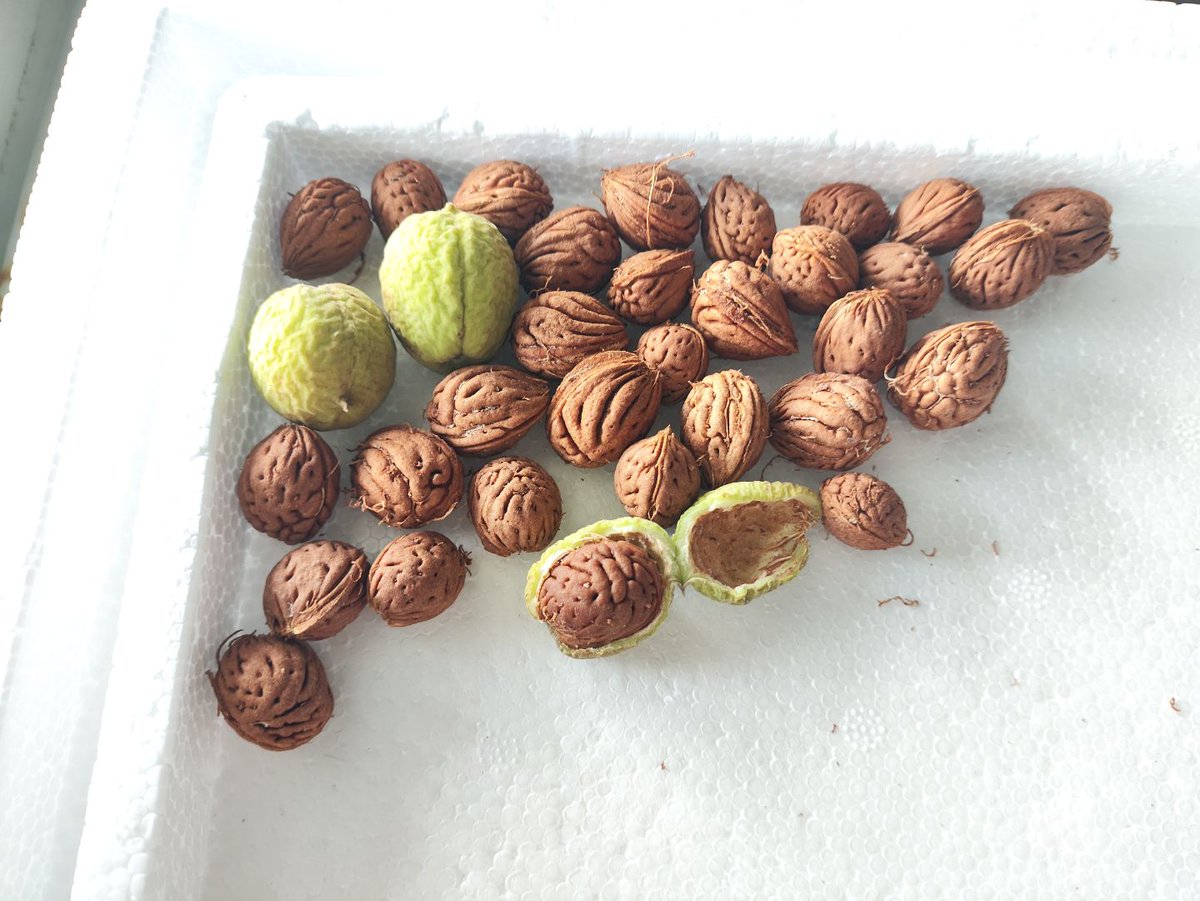 山桃核，可以种出来当作砧木用，嫁接各种桃树食用品种都可以。