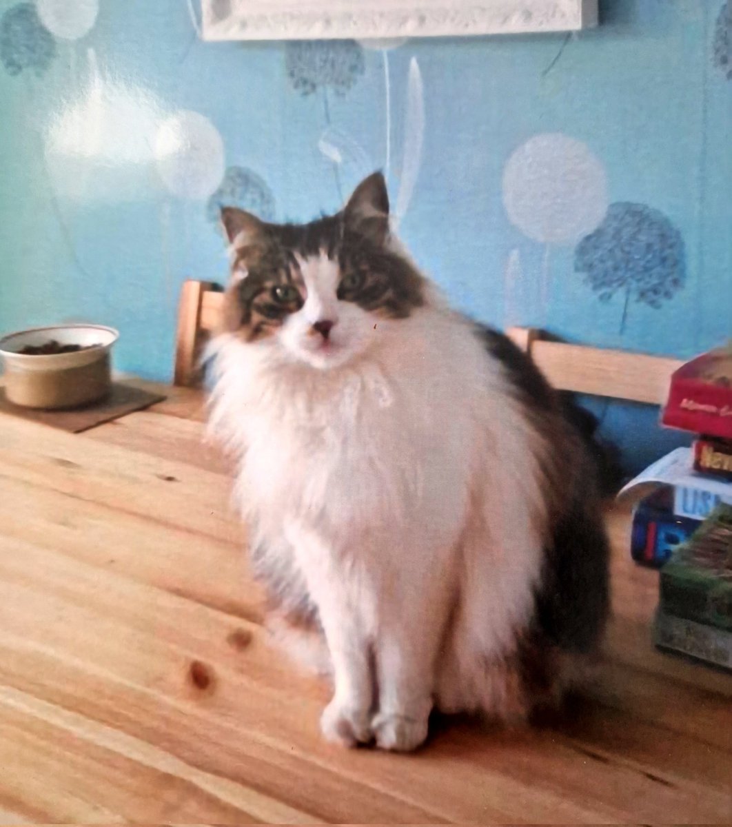 #PetRemembranceDay 
Sadly adding our special boy Rupert &amp; his bestie Norman who have joined Sophie and Lucycat ortb 🙏🌈💛💛💛💛 beautiful souls, never to be forgotten 💕
#BovverBoys #BovverBoysForever