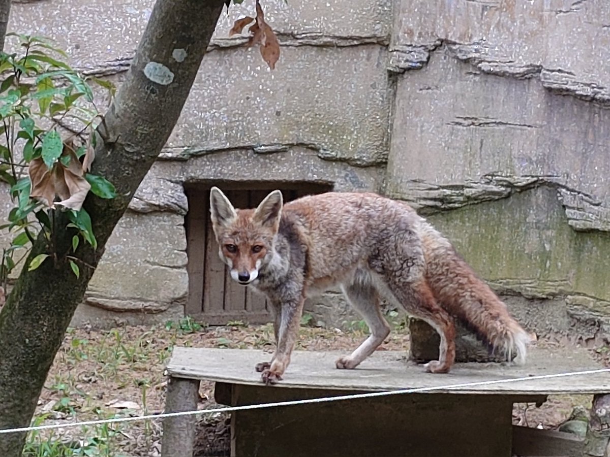 rikimaru923's tweet image. アオイさん🦊