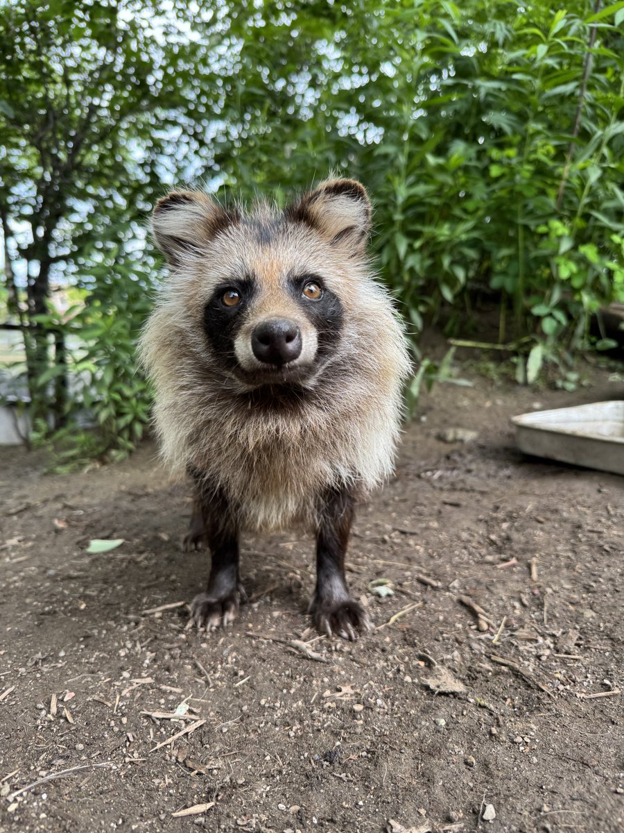 森の中の動物園 みなさまお暑い中いかがお過ごしでしょうか？ 先日、アマゾン