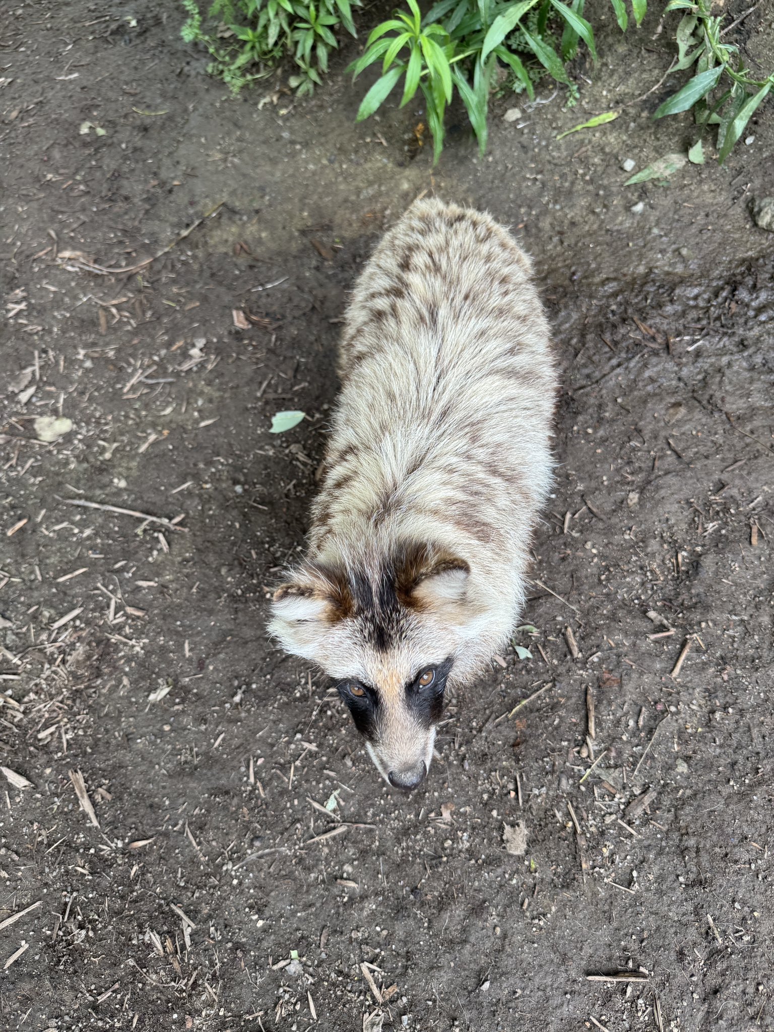 森の中の動物園 みなさまお暑い中いかがお過ごしでしょうか？ 先日、アマゾン