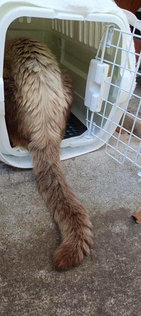noel___09's tweet photo. 7月5日のシャムちゃん‼️
 
朝ごはんを食べに来た時に捕獲成功💮
扉を閉めてもご飯を食べ終わるまで気付かず、しばらくしてから激おこシャーシャーウーウーでしたが、病院での初期医療を頑張り、里親様のお宅へ無事に到着しました

皆様が拡散してくださったおかげです
本当にありがとうございます🙇‍♀️ https://t.co/nOvm2yuuOR