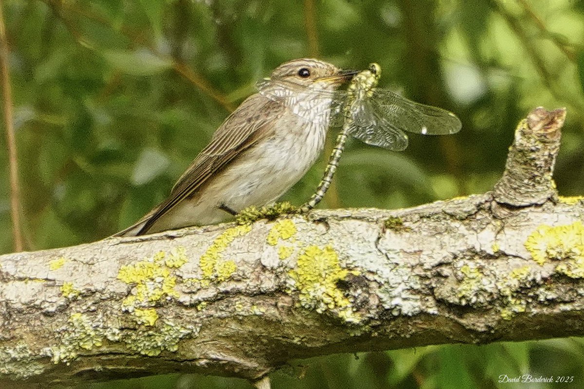 Spotted Flycatcher in deepest darkest Suffolk this morning <a href="/SuffolkBirdGrp/">Suffolk Bird Group</a> <a href="/BINsBirder/">Lee Woods</a>