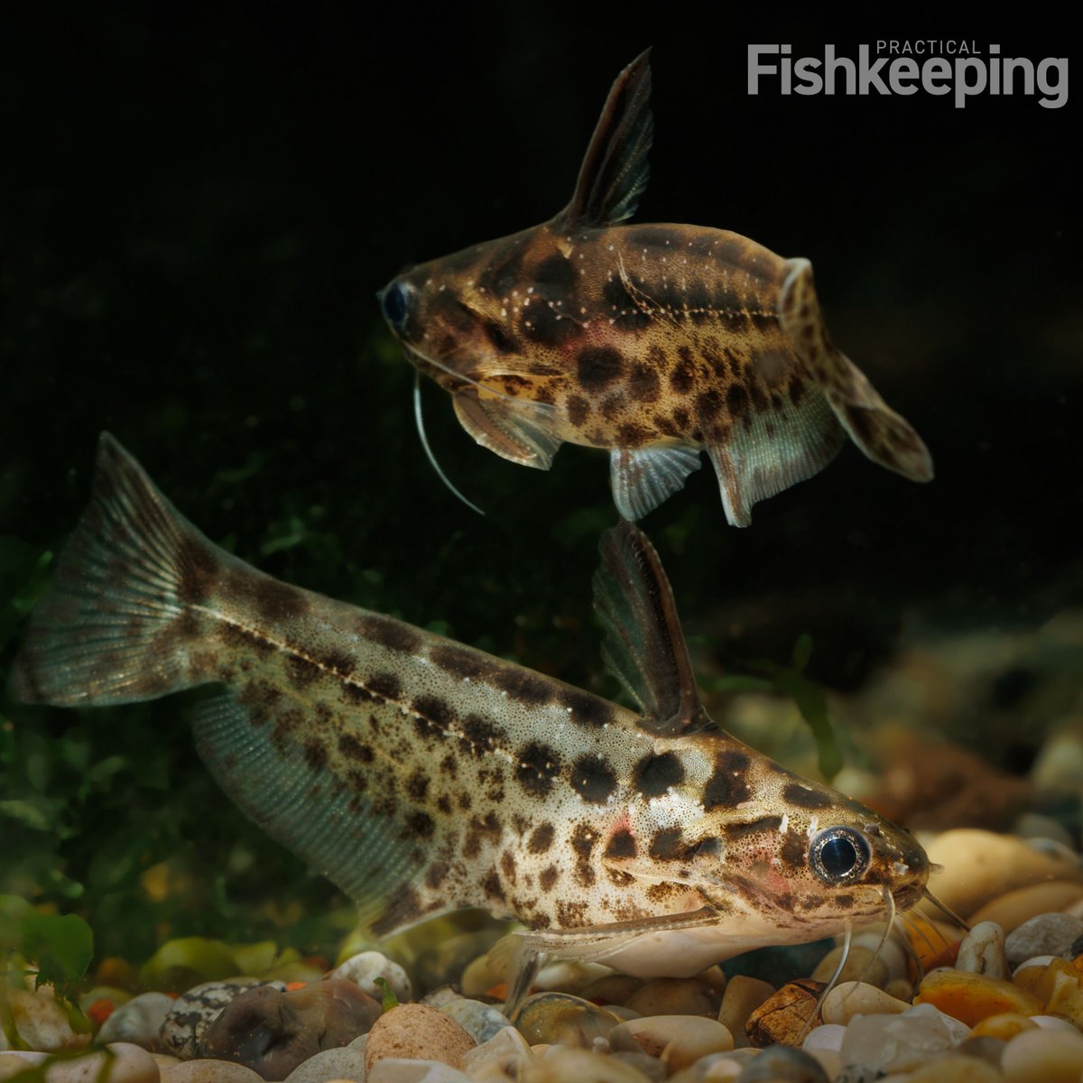 Catfish are wonderful, but some grow huge and aren't suitable for many aquariums. In the July issue, Gabor outlines two species that are well suited to life in smaller aquariums. The oil cat and the woodcat. 

To read more, head to practical.fish/July2025 to buy a copy.