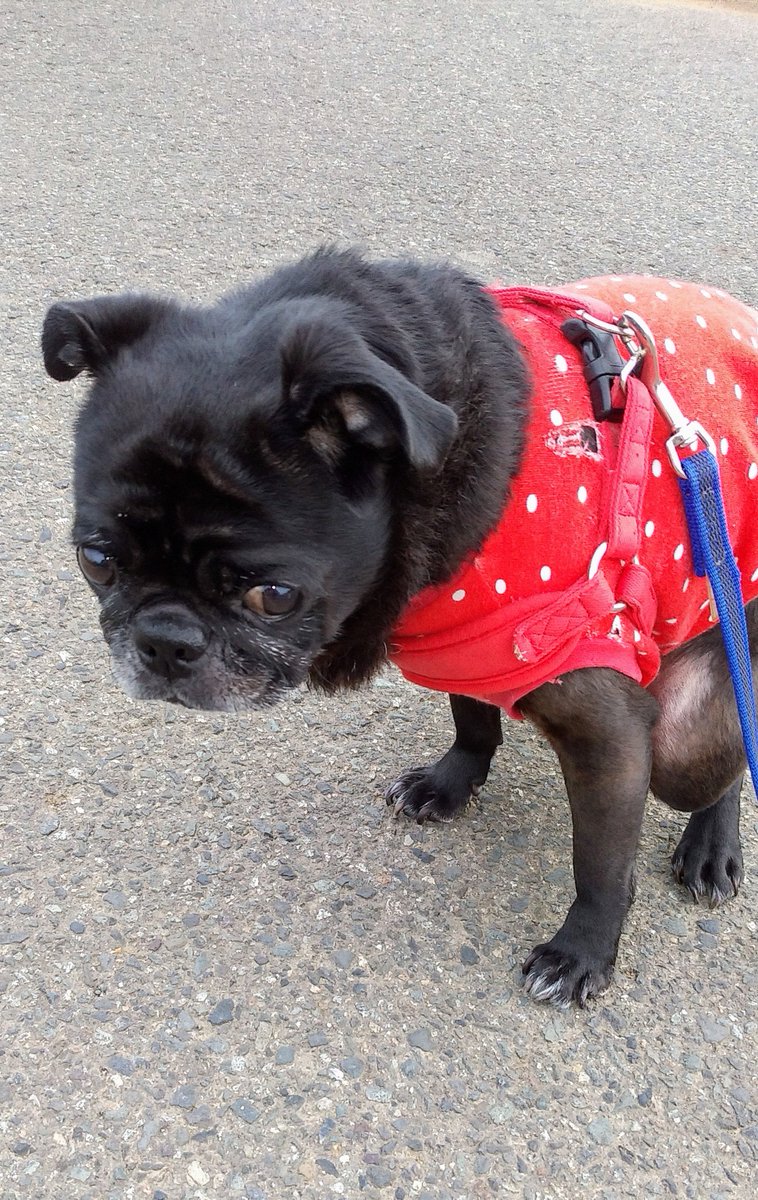 今日は曇りで風もあり涼しかったので夕方散歩🐶🐾(19時ですが……)

2枚目はお察し下さい(´-ω-)ｳﾑ