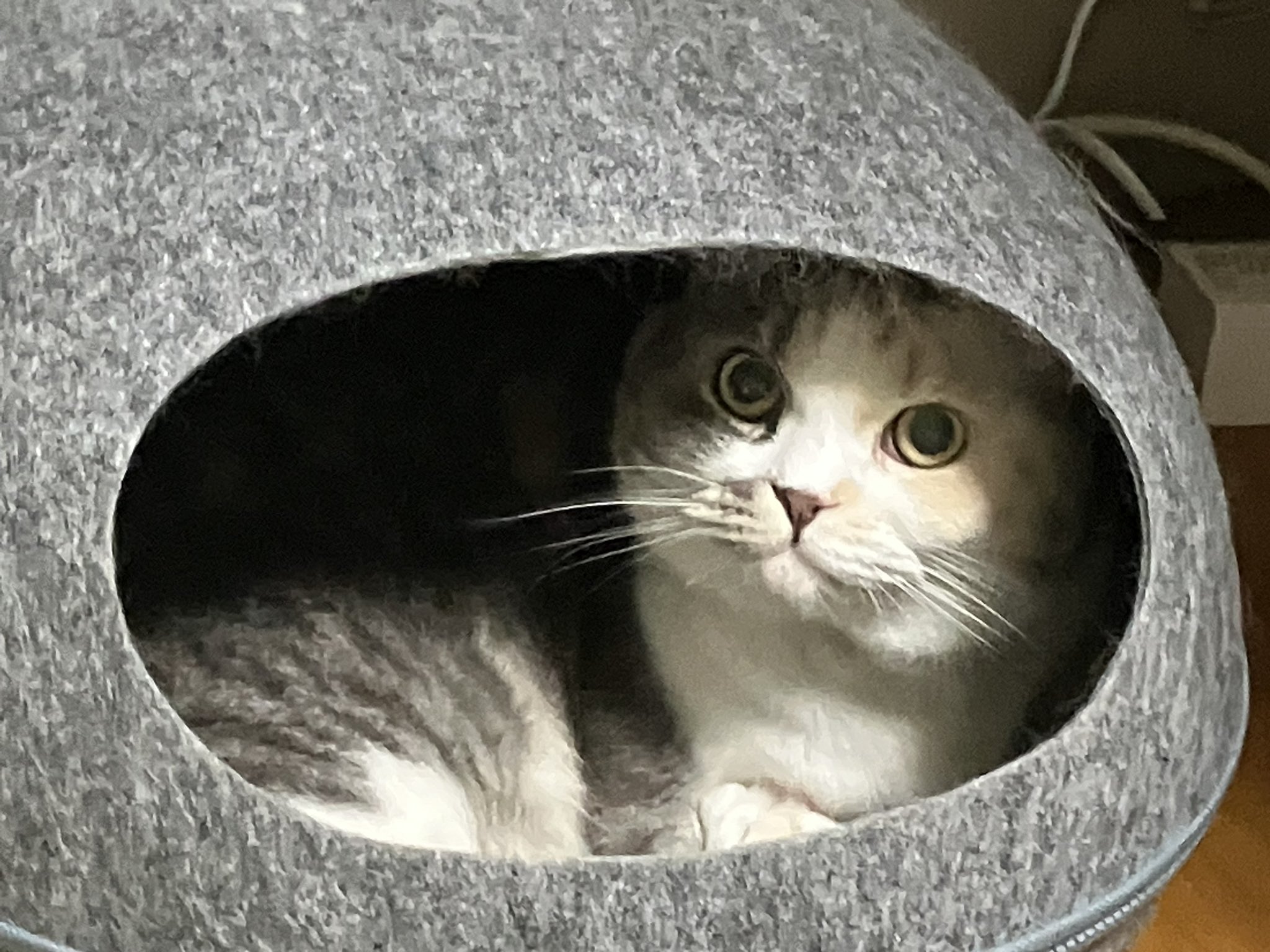 ねこ 965EGRh4mHW8z5vz.jpg