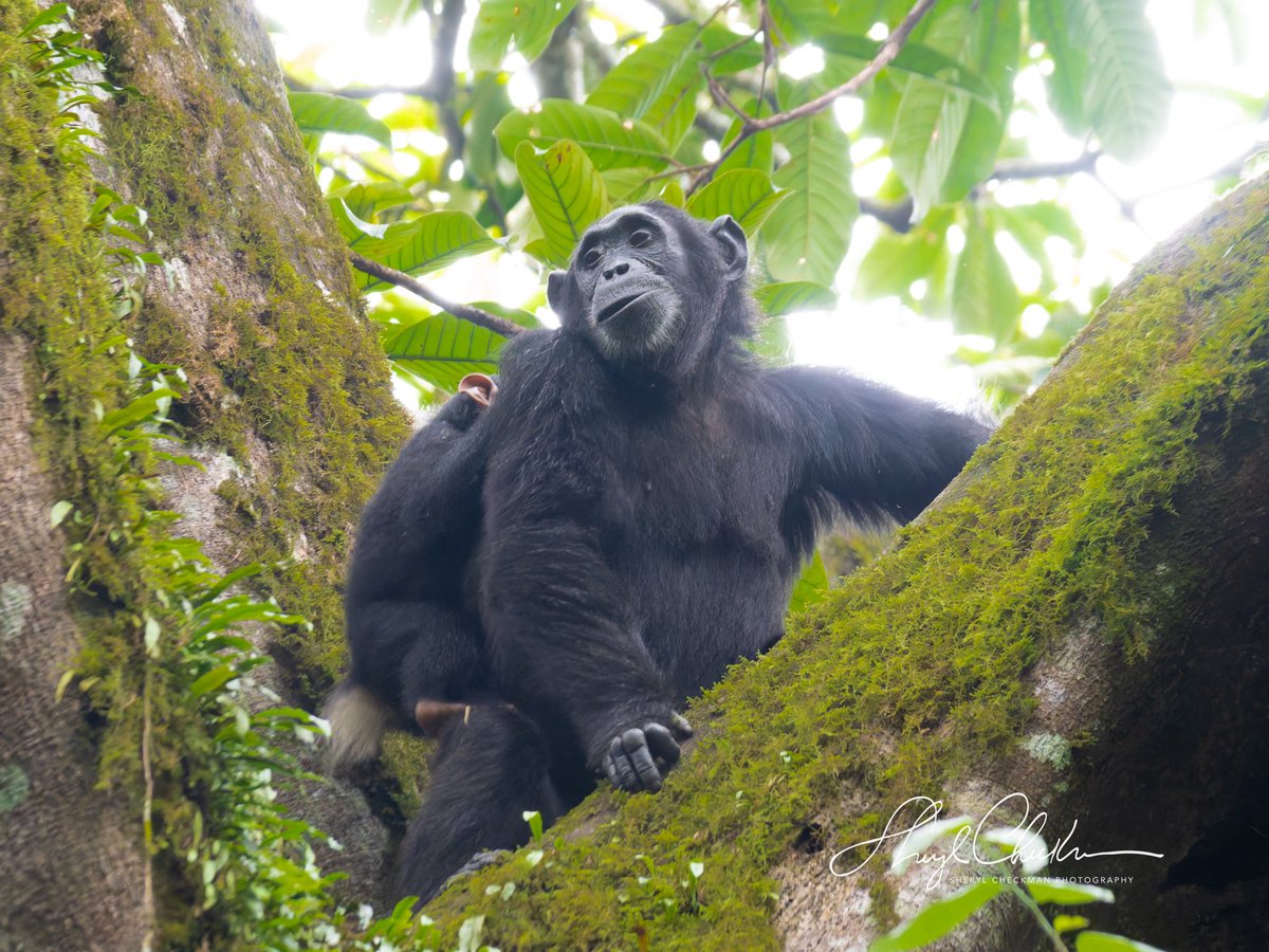 DiveArtist's tweet image. Family Time… in Kibale National Forest.
#chimpanzees #chimps #ugandawildlife