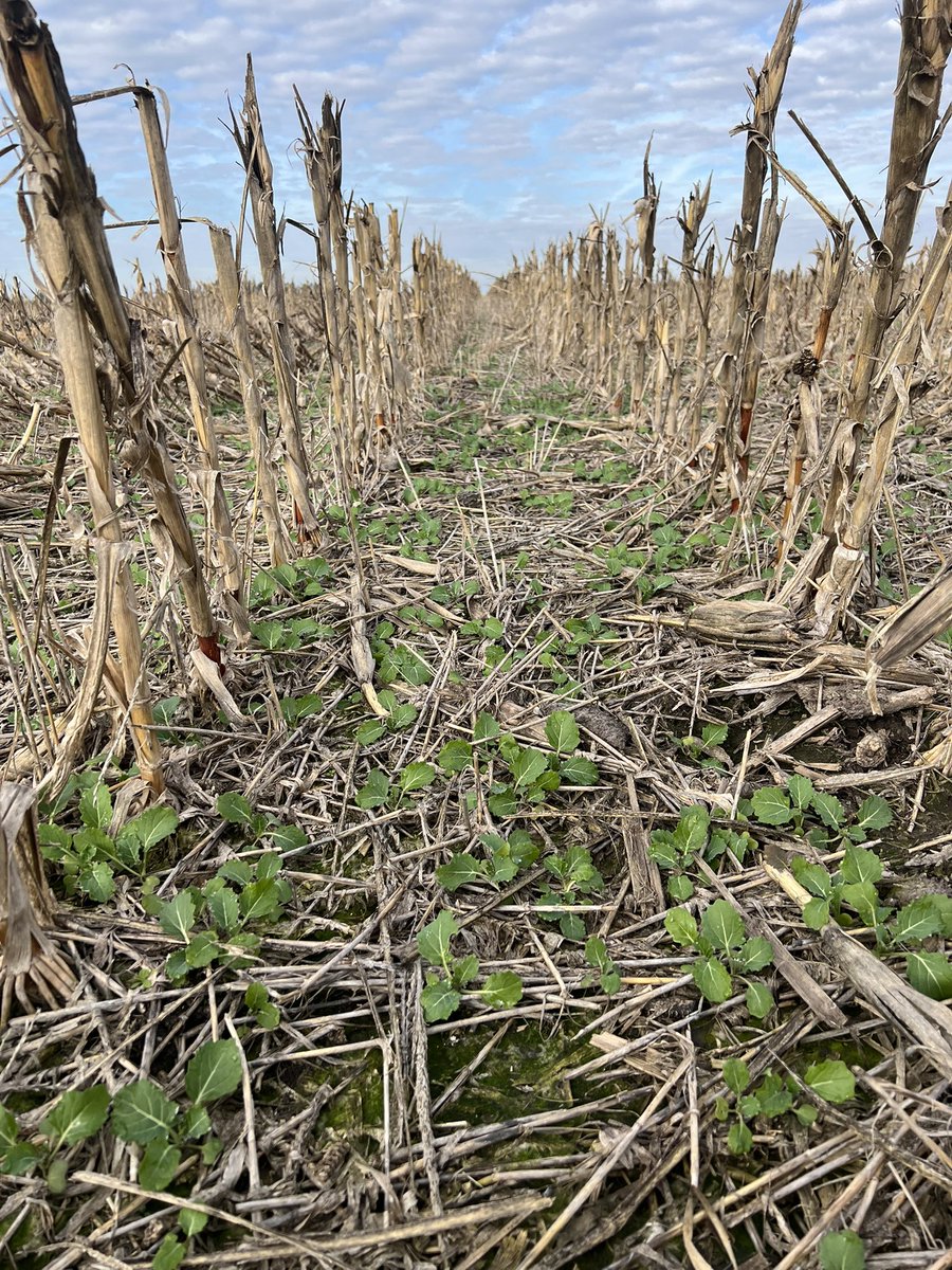 Hernan Gonzalez tweet media