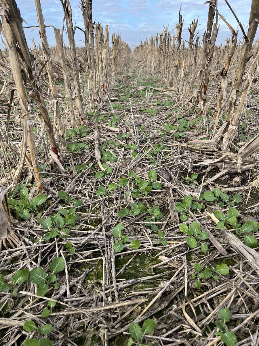 Hernan Gonzalez tweet media