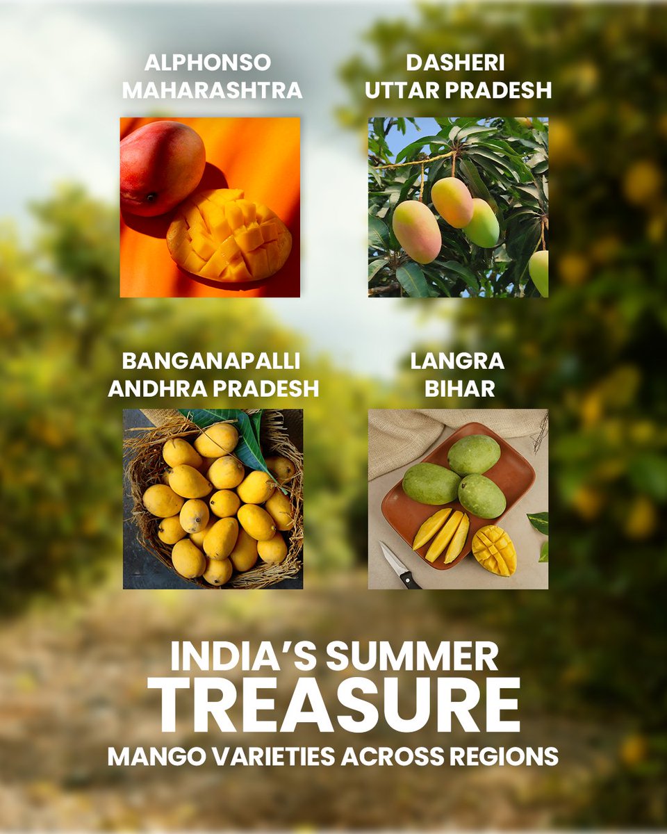 A season awaited by millions, shaped by sun and soil.

Across India, each region brings its own flavour to summer. These mangoes are more than fruit. They’re memory, tradition, and pride.

#India #IncredibleIndia #IndianEmbassy #IndianEmbassyAbuDhabi #IndiaInUAE #MangoSeason