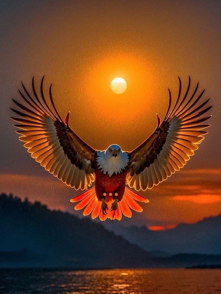 The eagle taking flight.