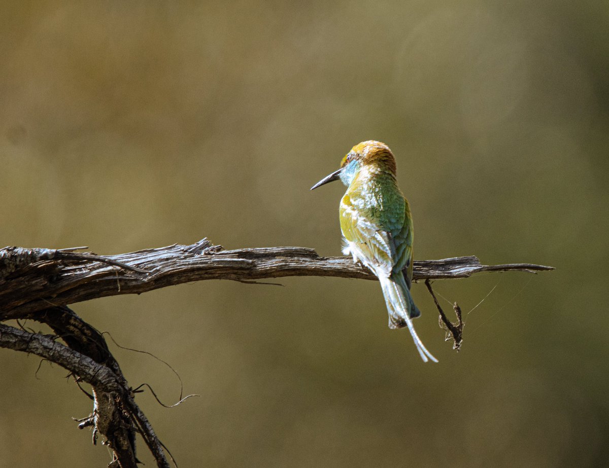 PDKImages's tweet image. Some glorious colour for a grey Yorkshire evening. A Green Bee Eater just sitting and watching the world go by.
Happy Saturday
#birdwatching #srilanka #nature #wildlife