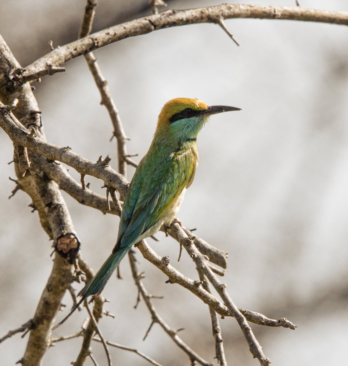 PDKImages's tweet image. Some glorious colour for a grey Yorkshire evening. A Green Bee Eater just sitting and watching the world go by.
Happy Saturday
#birdwatching #srilanka #nature #wildlife