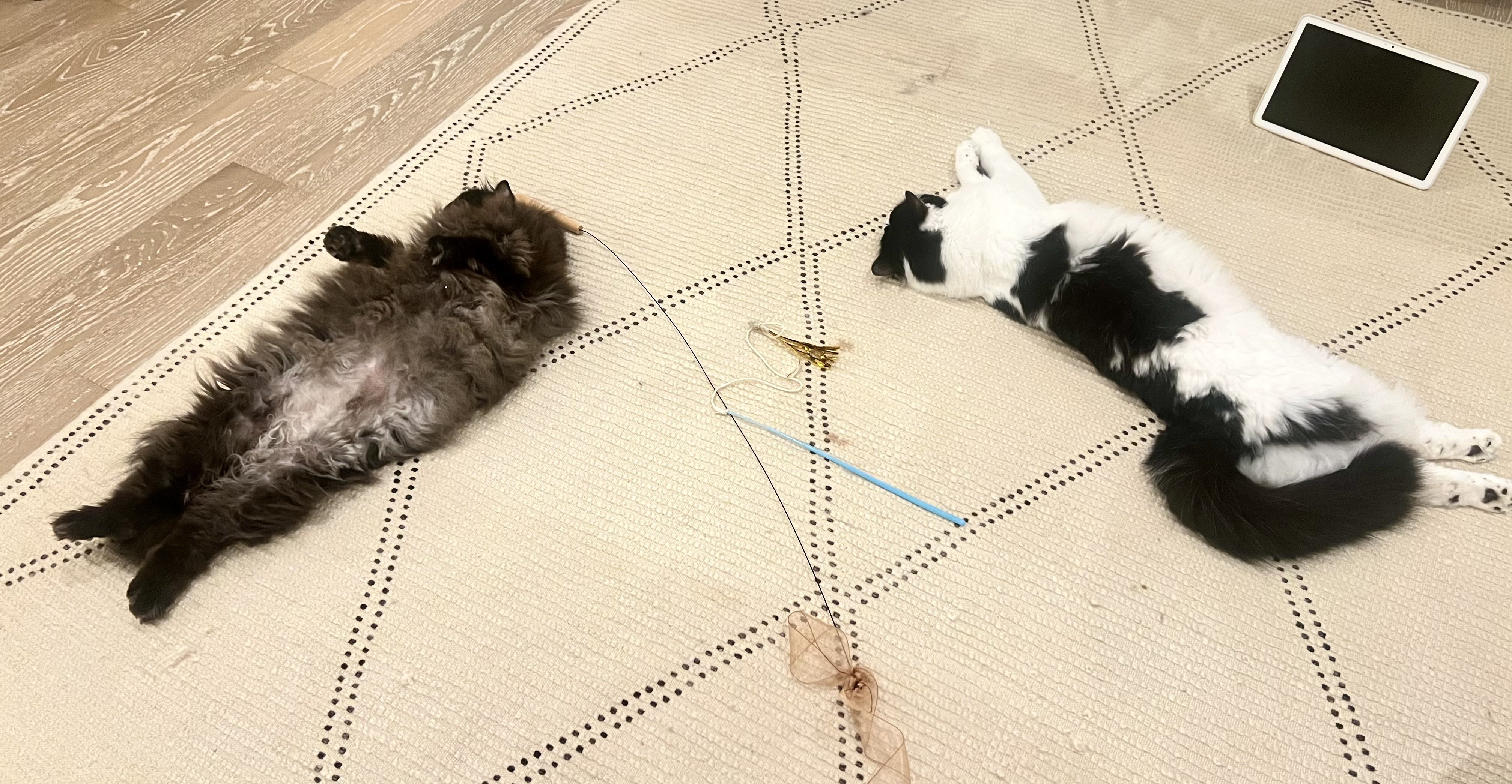 ねこさん🦉~7/22代官山POP UP開催中！ (@necosan__cat) / X
