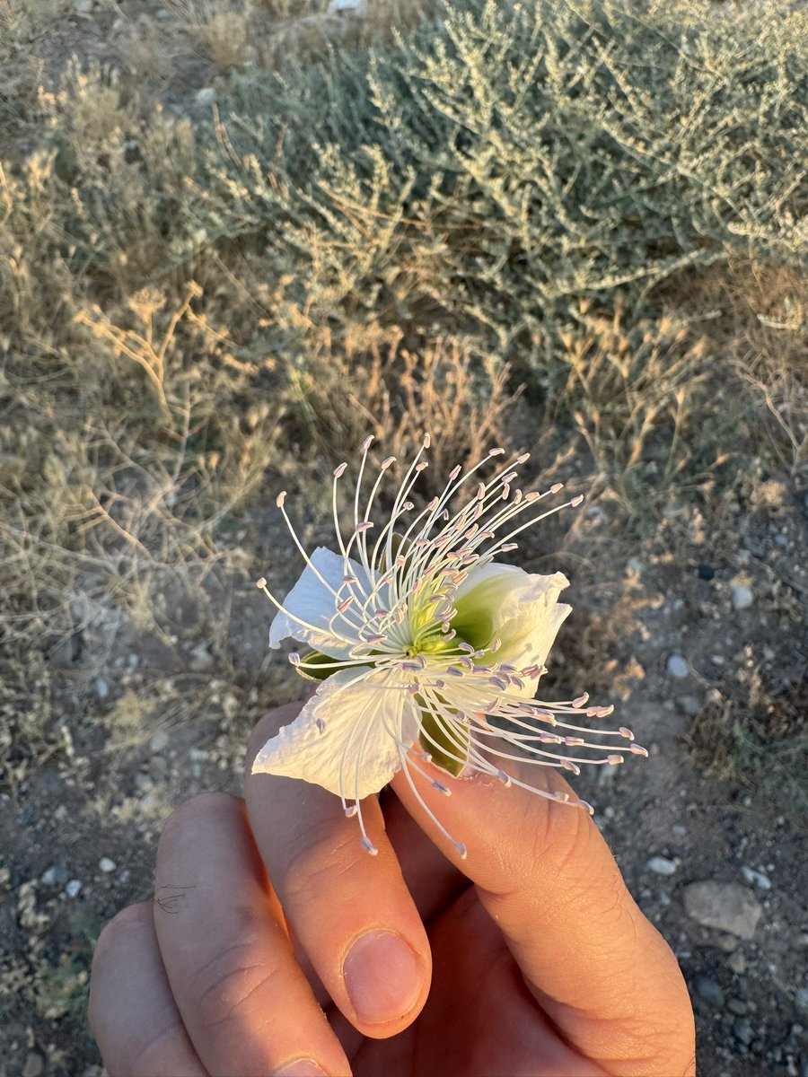 FERHAT🌱 (@ferhatkoc72) on Twitter photo 