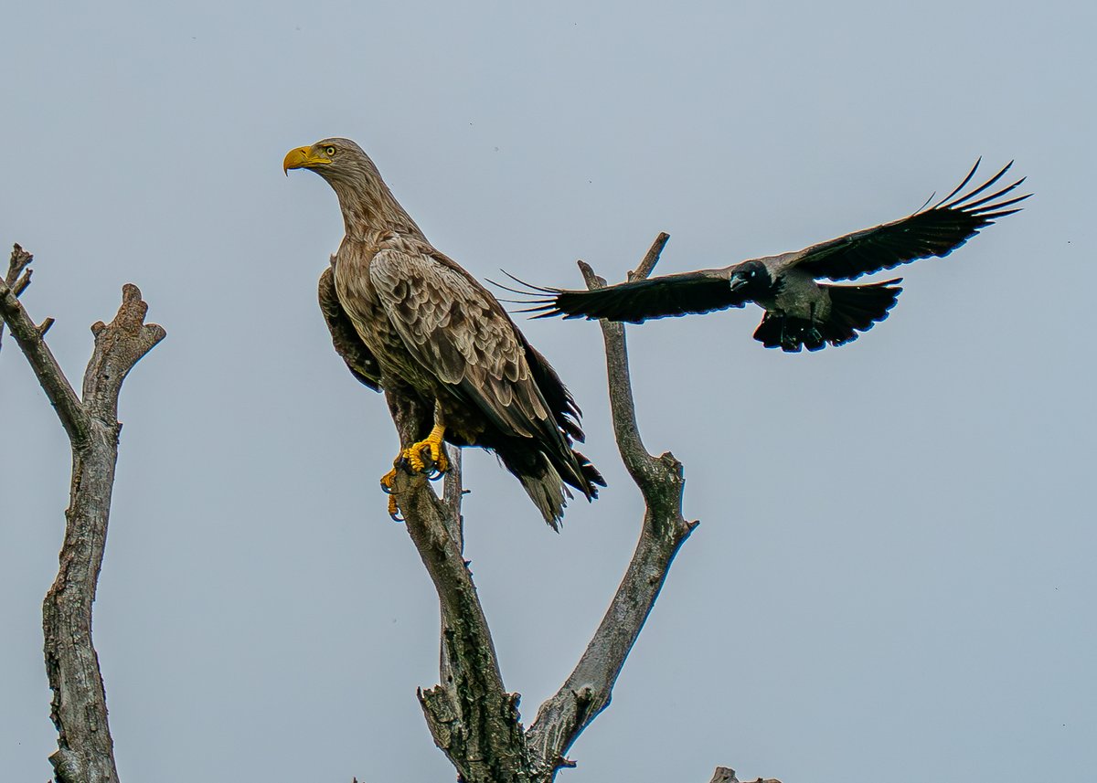 It's being you!! Whitetailed Eagle taunted by Hooded Crow #Danubedelta #Romania <a href="/Natures_Voice/">RSPB</a> <a href="/naturetrektours/">Naturetrek</a> <a href="/birdingplaces/">Birdingplaces</a> <a href="/BirdGuides/">BirdGuides</a> <a href="/photobnk/">pb📸</a>