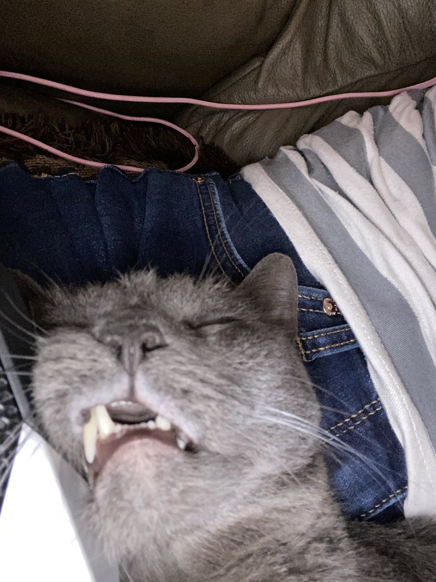 Happy #Caturday from my #writing partner Tobias. May your day be as lazy as we are.