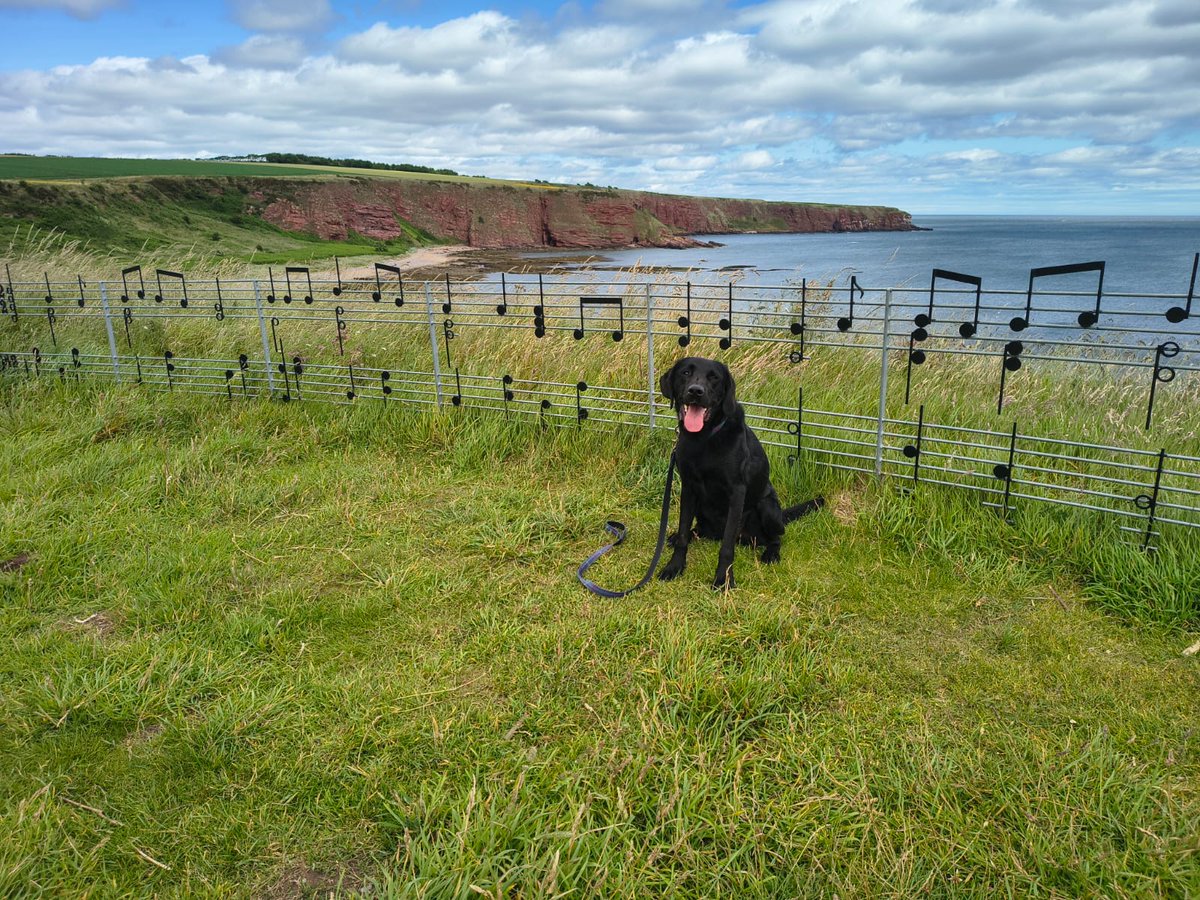 Happy 4th birthday to our boy, Baxter 💙

#Labrador #LiveLifeToTheBax #BirthdayBoy