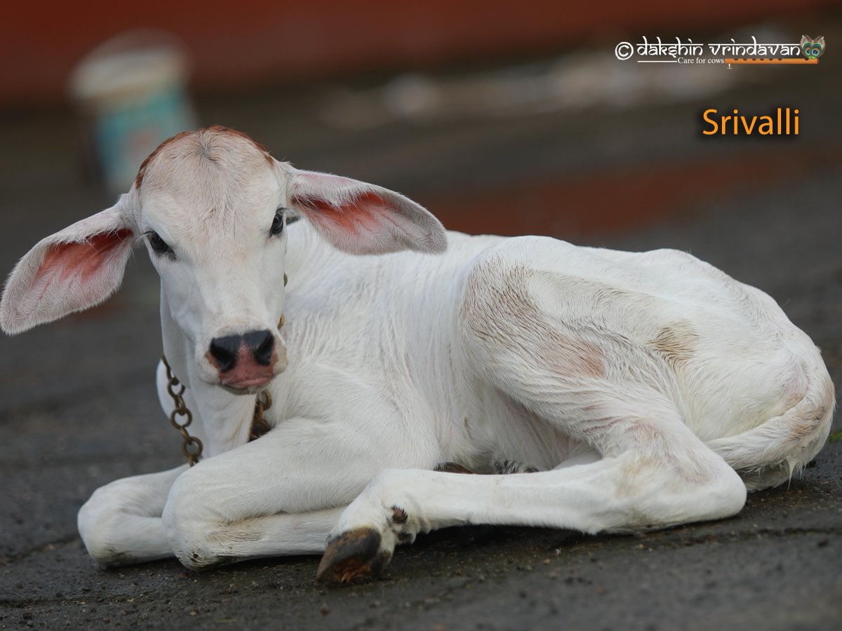 NEW ADMISSION – PLEASE KINDLY RETWEET 🌸
Every retweet helps save lives!

Welcome, Srivalli.

In a quiet corner of Coimbatore  , a fragile life entered this world — tiny, tender, and abandoned to fate.