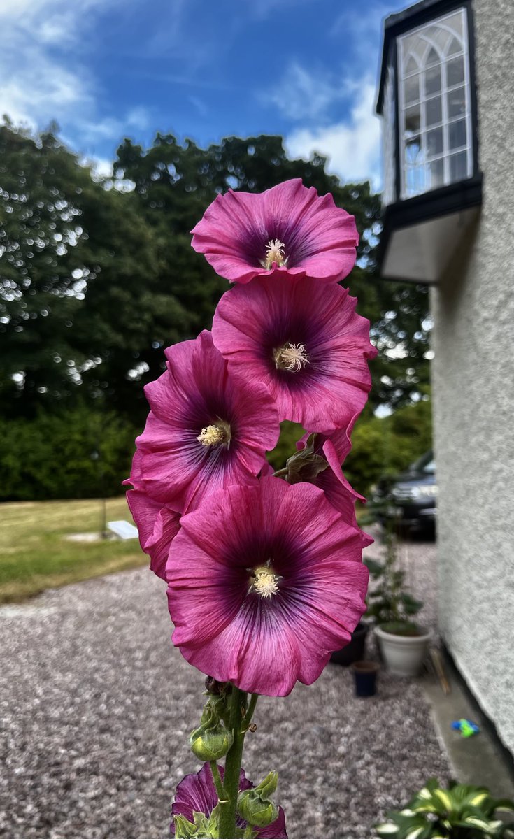 Jenlawconsulti1's tweet image. Love how grand the #pink #hollyhock is #structure #bold ⁦@ThePhotoHour⁩
