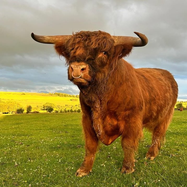 CowoftheDay1's tweet image. ๐
8th July 2025
๐ฎ Ewan
๐ท๏ธ Instagram/hallhillfarm
๐ #animaloftheday