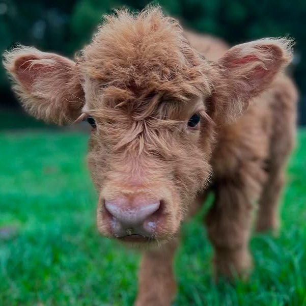 CowoftheDay1's tweet image. ๐
9th July 2025
๐ท๏ธ Instagram/bigoaksminifarm
๐ #animaloftheday
