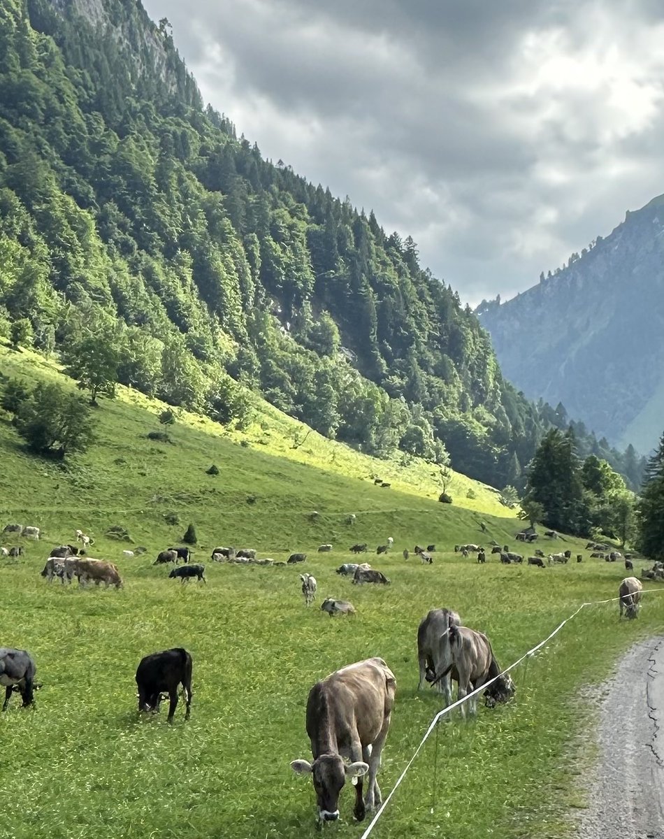 Manchmal sind Rindviehansammlungen auch ganz sympathisch