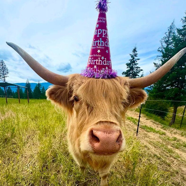 CowoftheDay1's tweet image. ๐
10th July 2025
๐ฎ Ferne
๐ท๏ธ Instagram/cluelessfarm
๐ #animaloftheday