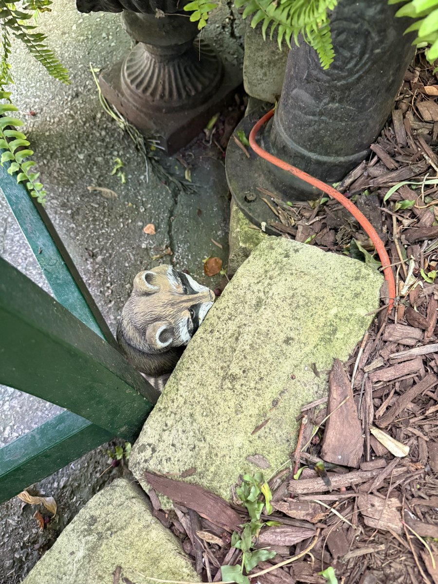 StevenPonFarr1's tweet image. Twin GK'S played "hide the bunny and raccoon" a couple of weeks ago. They'd call #YiaYia (grandmother)
#Dedo (grandfather) to find them.
Mr. Raccoon was MIA until just now!
Reunited !!!
Until next time !!