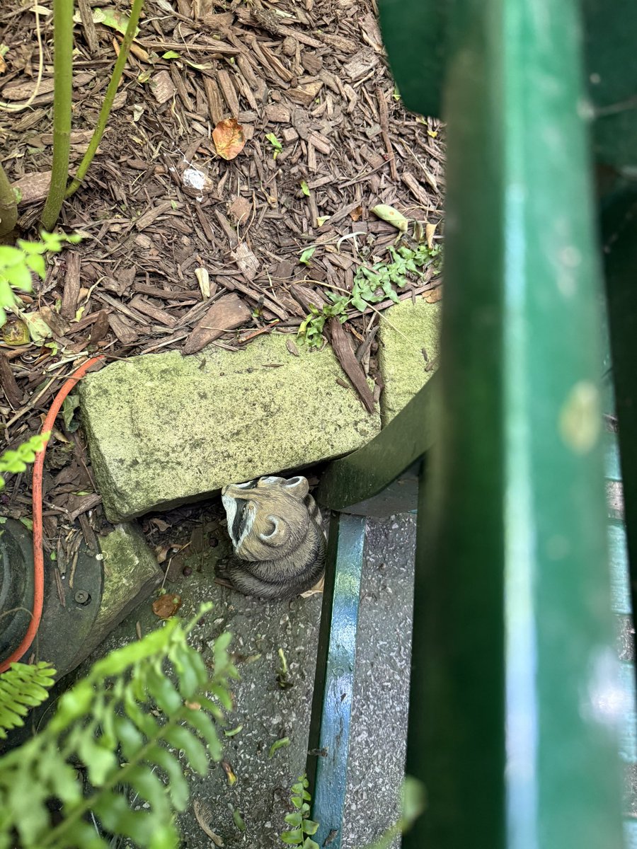 StevenPonFarr1's tweet image. Twin GK'S played "hide the bunny and raccoon" a couple of weeks ago. They'd call #YiaYia (grandmother)
#Dedo (grandfather) to find them.
Mr. Raccoon was MIA until just now!
Reunited !!!
Until next time !!