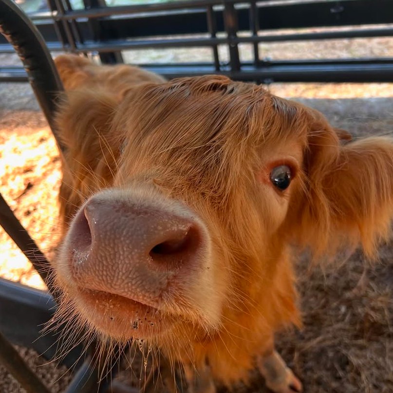 CowoftheDay1's tweet image. ๐
11th July 2025
๐ท๏ธ Instagram/bigoaksminifarm
๐ #animaloftheday