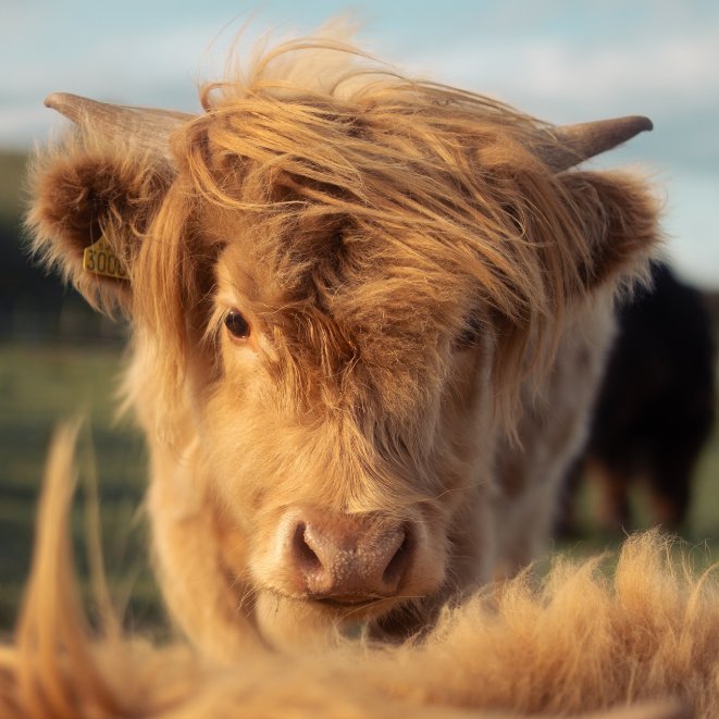 CowoftheDay1's tweet image. ๐
12th July 2025
๐ฎ Bramble
๐ท๏ธ Instagram/highlandcows_bythesea
๐ #animaloftheday