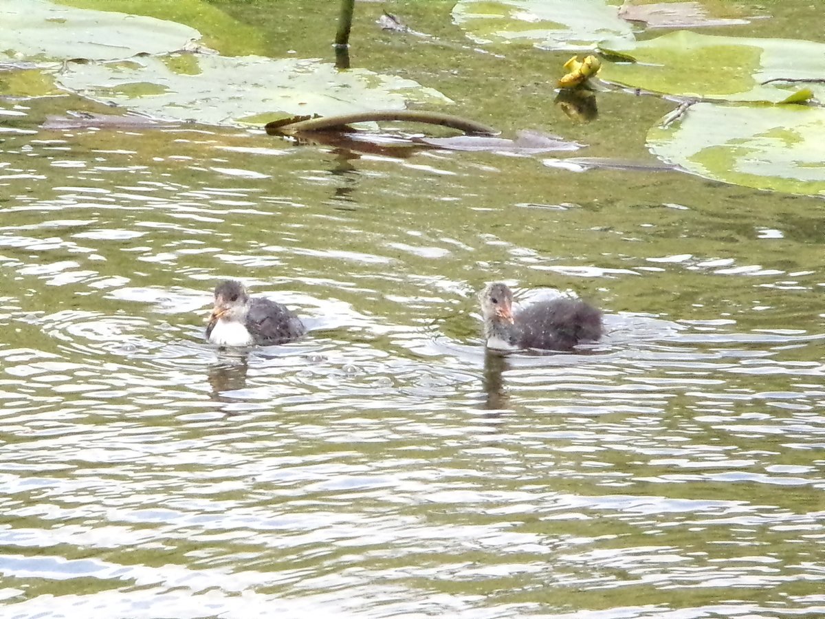 Eurasian Coot Chicks on the water.  #eurasiancoot #eurasiancootchick #cootchick #coot #fulicaatra #waterbirds #birds #wildanimals #nature