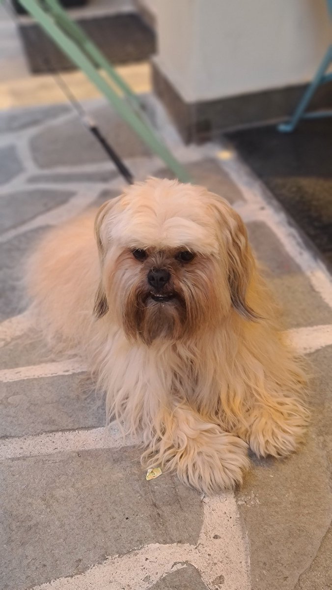 rania_83_____'s tweet image. Το αγόρι μου το όμορφο!🥰#challenge_κατοικιδιο