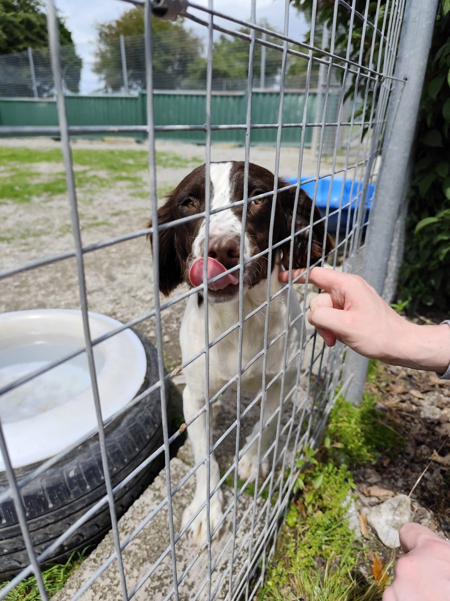 Thanks to the staff at Limerick Animal Welfare for giving #ASM students an educational tour of their facility! An unintended result of the Summer Programme 2025 is that a few lucky kittens may be set for new homes! 💙