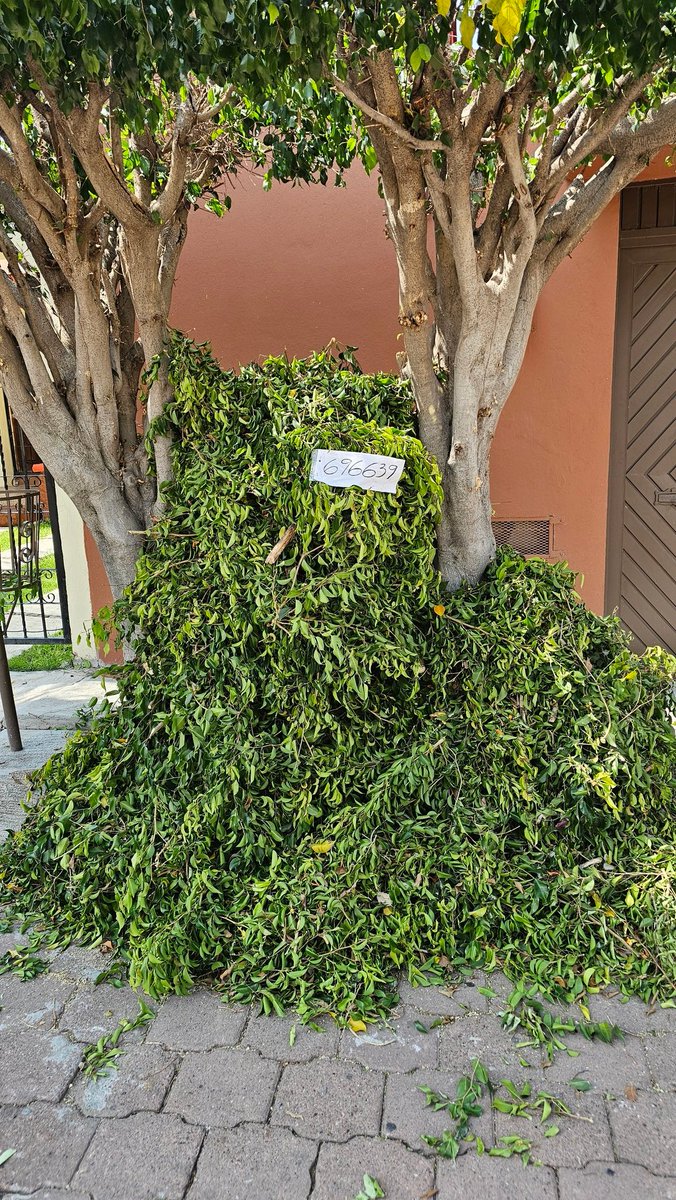 Carlos Morales tweet media