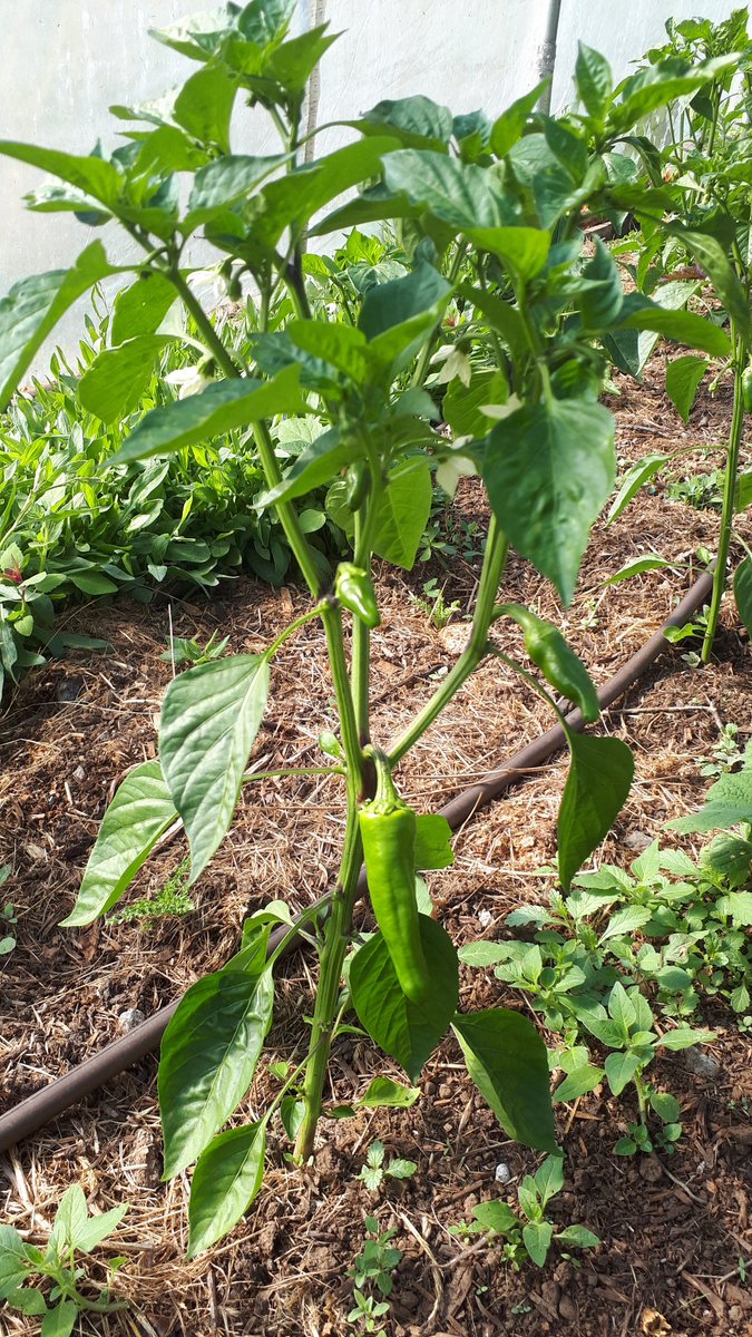 Basque peppers on their way. 
#piment 
#espelette