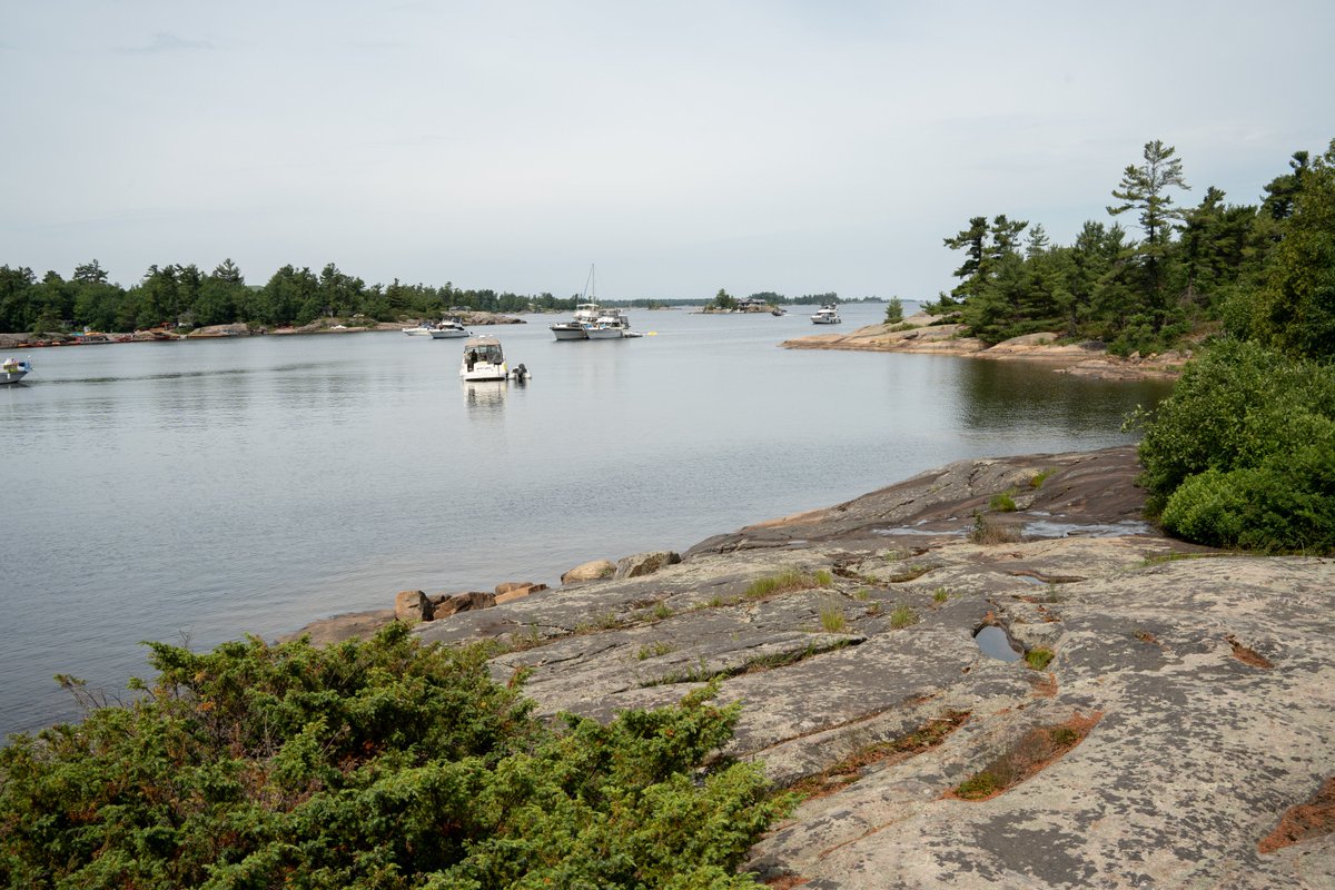 Saw an Eastern kingbird and a Prairie warbler on Beausoleil Island