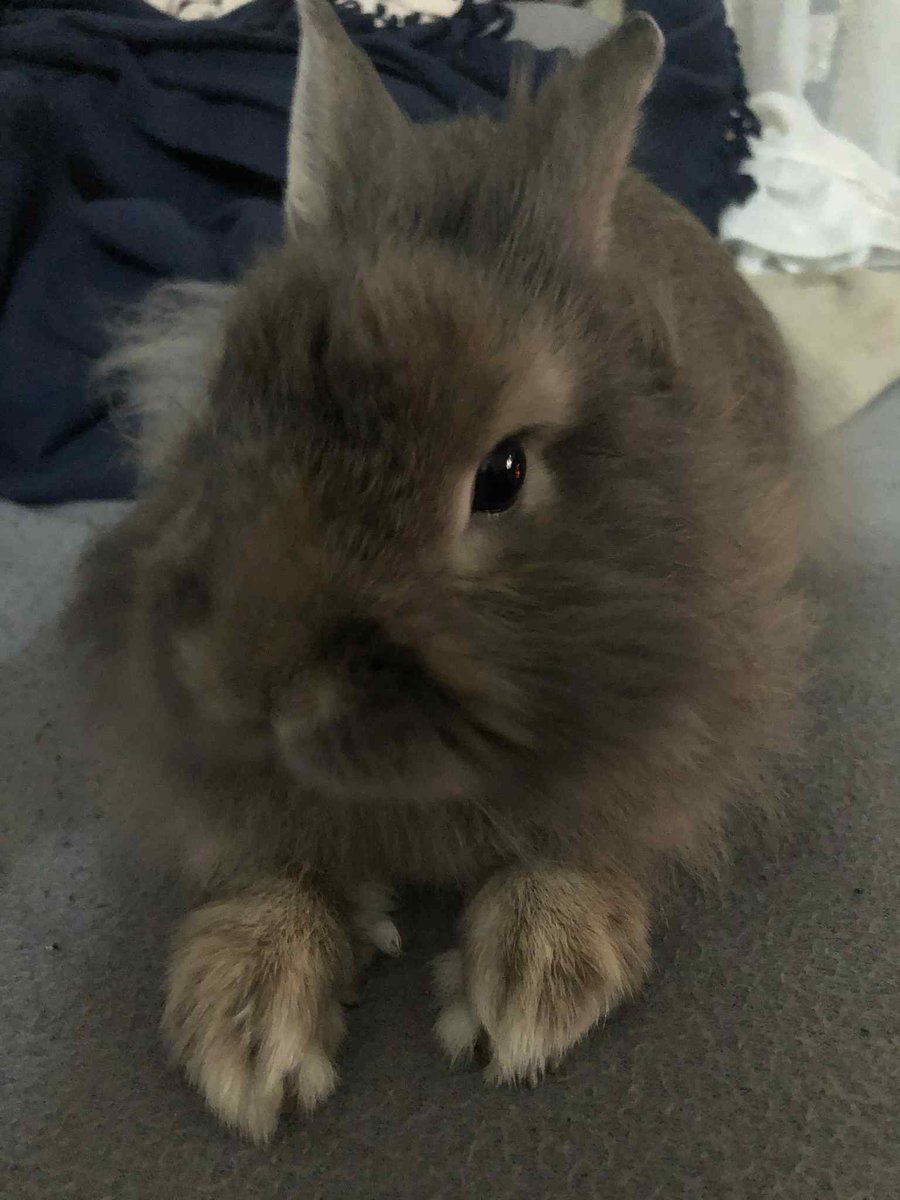 EKozanidou's tweet image. #challenge_κατοικιδιο  #Leo  #coniglio