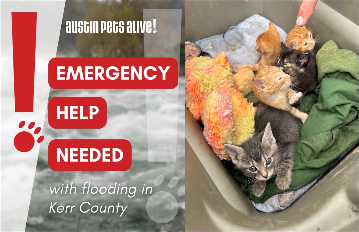 The Spirit of Lorenzo the Cat (@lorenzothecat) on Twitter photo Along with the tragic loss of human life, animals are also suffering due to the Texas floods. Austin Pets Alive has already taken in dozens of animals in need. They're doing good work and could use our help. <a href="/austinpetsalive/">Austin Pets Alive!</a> Along with the tragic loss of human life, animals are also suffering due to the Texas floods. Austin Pets Alive has already taken in dozens of animals in need. They're doing good work and could use our help. <a href="/austinpetsalive/">Austin Pets Alive!</a>