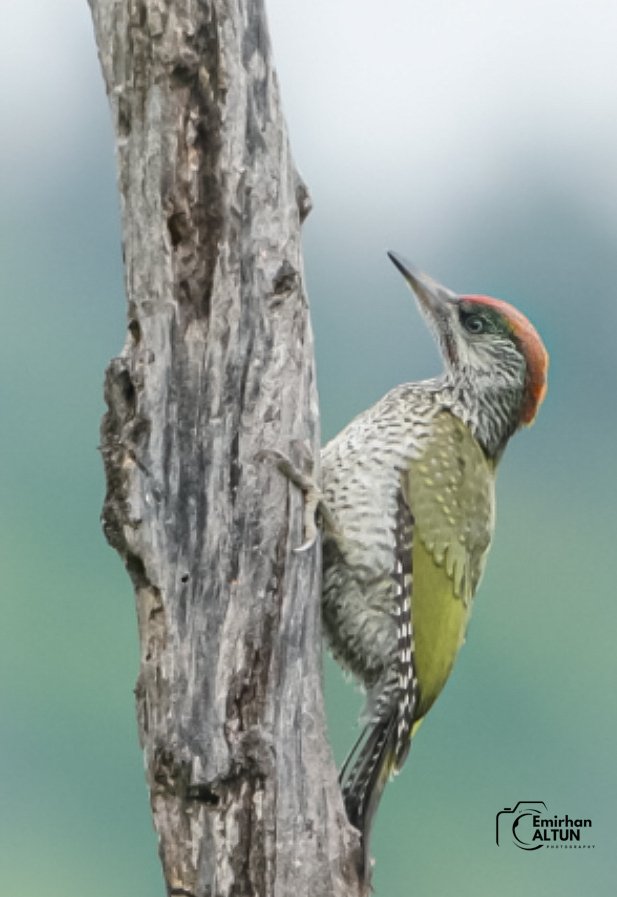 Küçük Yeşil Ağaçkakan