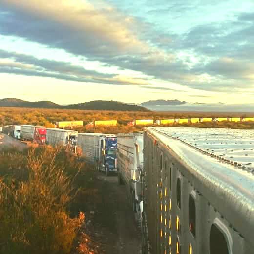 Desde Centroamérica: 96 camiones con 4649 cabezas de ganado seguro, inspeccionado y certificado por <a href="/SENASICA/">Senasica</a>, que llegan en barco a 🇲🇽 y que reducen el riesgo de introducción de animales sin estándares sanitarios.