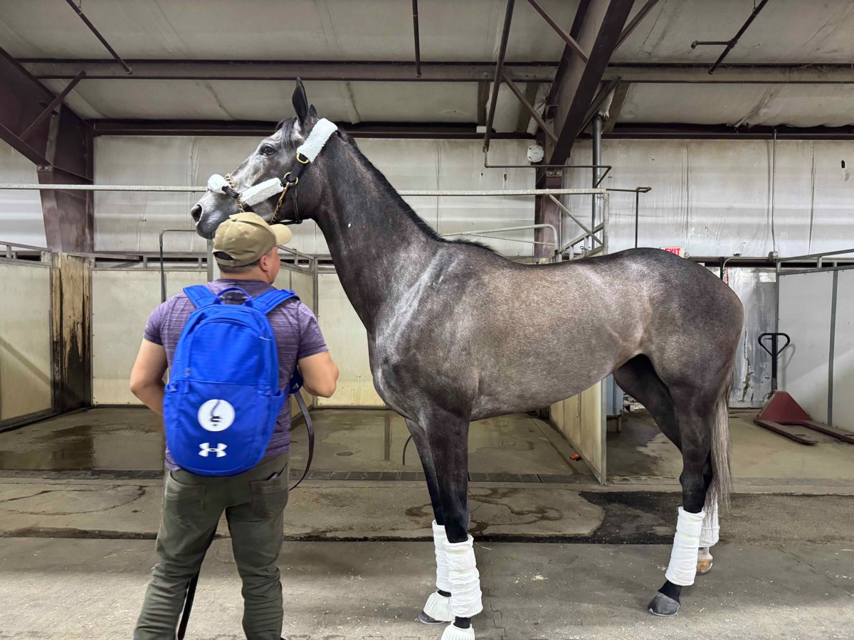 Jennie Rees (@tracksidejennie) on Twitter photo If you like betting grays, here's your gal! #IndianaOaks fave Clicquot just after she arrived at <a href="/HSIndyRacing/">Horseshoe Indianapolis Race Course</a>. Edgar Morales rides for <a href="/brenpwalsh/">brendan walsh</a>. <a href="/Xmenracing/">X-Men Racing</a> <a href="/MadaketStables/">MadaketStables</a> If you like betting grays, here's your gal! #IndianaOaks fave Clicquot just after she arrived at <a href="/HSIndyRacing/">Horseshoe Indianapolis Race Course</a>. Edgar Morales rides for <a href="/brenpwalsh/">brendan walsh</a>. <a href="/Xmenracing/">X-Men Racing</a> <a href="/MadaketStables/">MadaketStables</a>