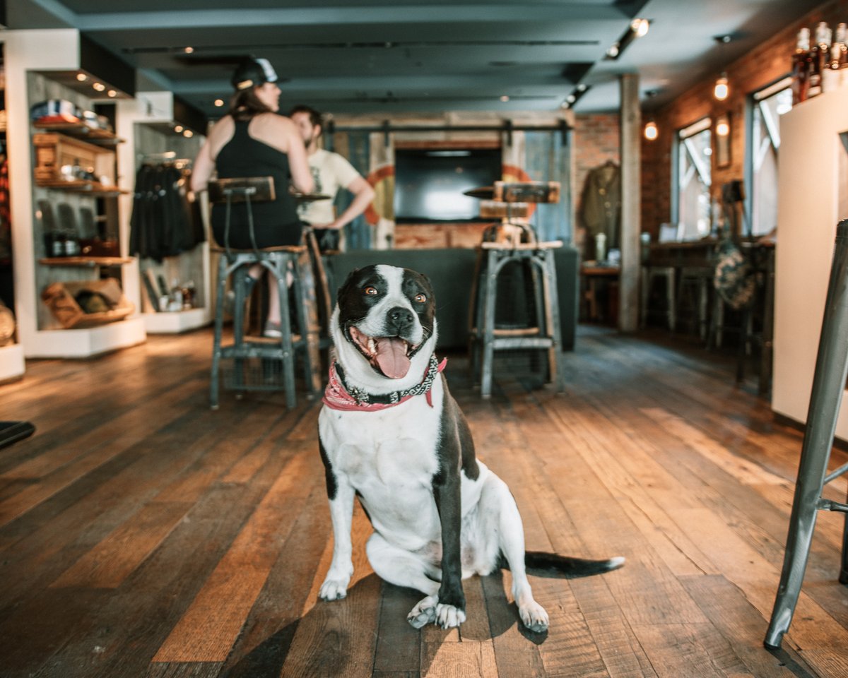 This is where all the best boys and girls hang out. #goodpuppy #tastingroom #vai #10thMountainWhiskeyAndSpiritCompany #10thMountainWhiskey