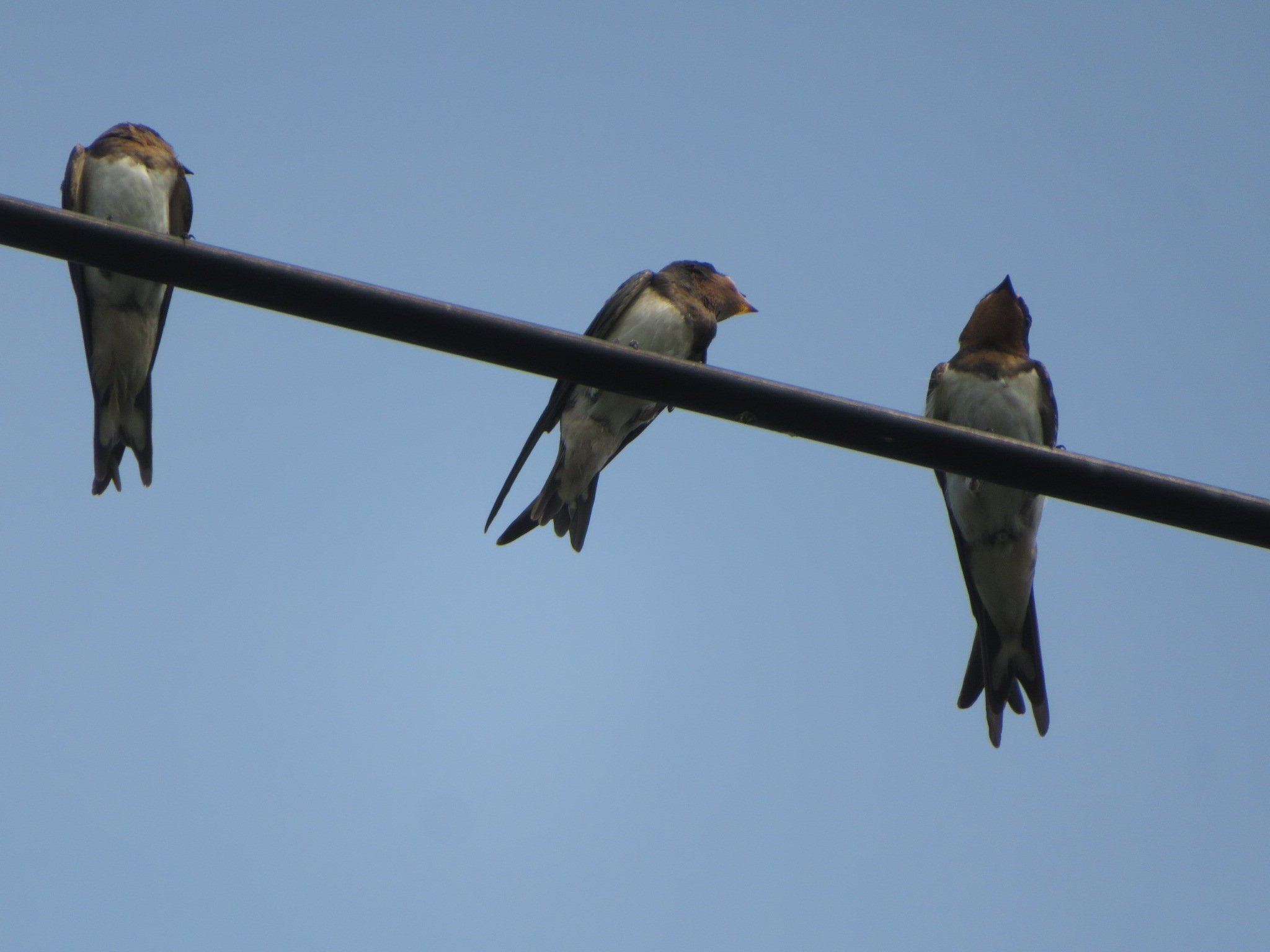 ツバメ ツバメ | とりかぜ野鳥日和