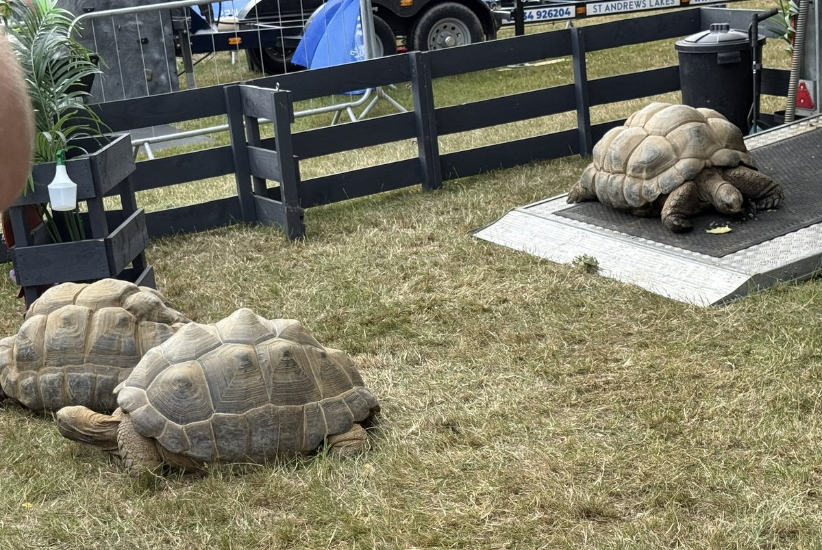 mtweprr's tweet image. Quick trip to the Kent County Show to meet medical providers and review good medical response on site. One of the big draws amongst children was the giant tortoises! Impressed by the “tag a tot” scheme being run by security to help keep children safe if they get lost.