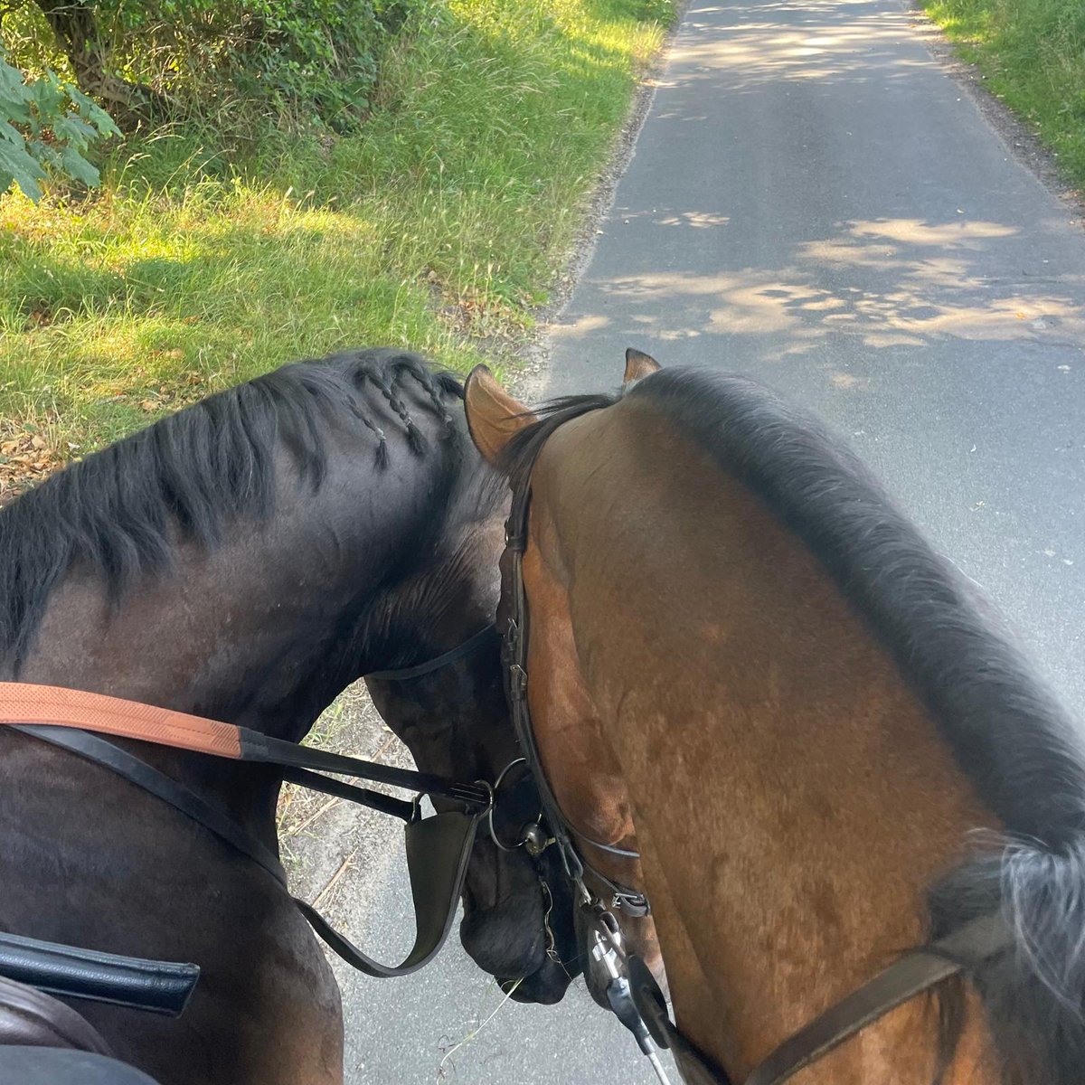 douey5's tweet photo. Best friends #retiredracehorses https://t.co/K0dm40kgdZ