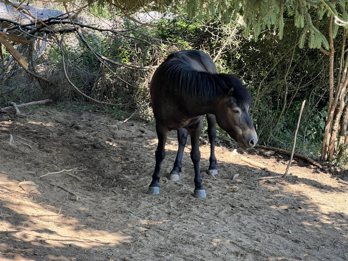 Nádherný  hřebec exmoor pony