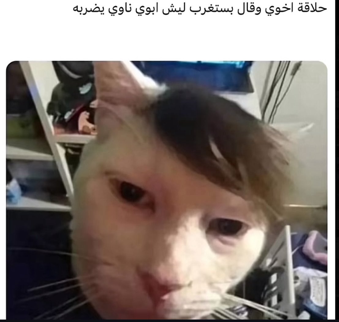 ᷂فهد ᷂الشمري🐺 tweet media